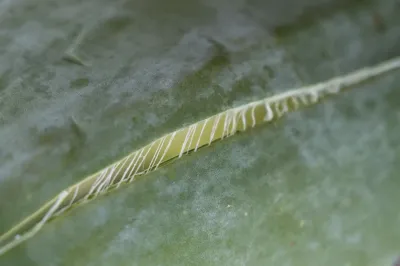 DAT07770-Agave-ou-sisal