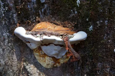 Polyporales - Oliveira do Hospital