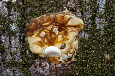 Polyporales - Oliveira do Hospital