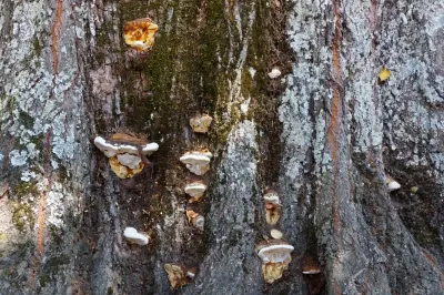 Polyporales - Oliveira do Hospital