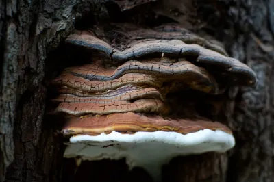 Polyporales, Exemp. A - Paço de Calheiros