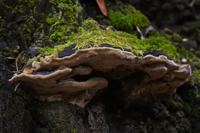 Polyporales, Exemp. B - Paço de Calheiros