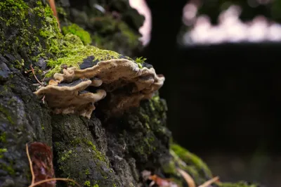 Polyporales, Exemp. B - Paço de Calheiros