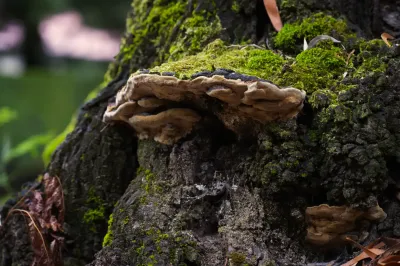 Polyporales, Exemp. B - Paço de Calheiros