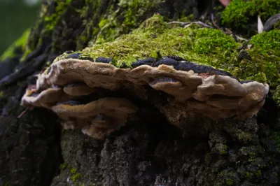 Polyporales, Exemp. B - Paço de Calheiros