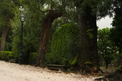 Polyporales, Exemp. B - Paço de Calheiros