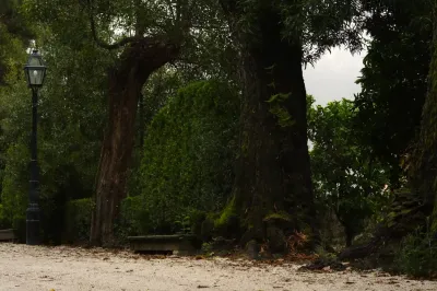 Polyporales, Exemp. C - Paço de Calheiros