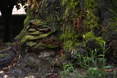 Polyporales, Exemp. C - Paço de Calheiros