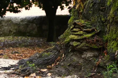 Polyporales, Exemp. C - Paço de Calheiros