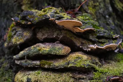 Polyporales, Exemp. C - Paço de Calheiros