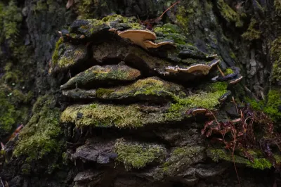 Polyporales, Exemp. C - Paço de Calheiros