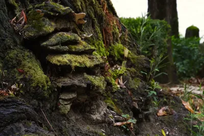 Polyporales, Exemp. C - Paço de Calheiros