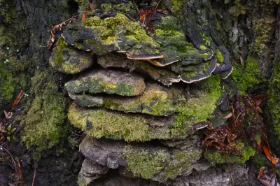 Polyporales, Exemp. C - Paço de Calheiros