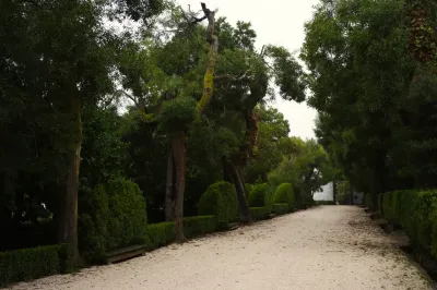 Polyporales, Exemp. C - Paço de Calheiros