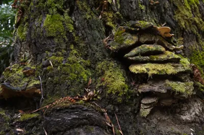 Polyporales, Exemp. C - Paço de Calheiros