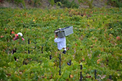 Vale do Douro - vindima