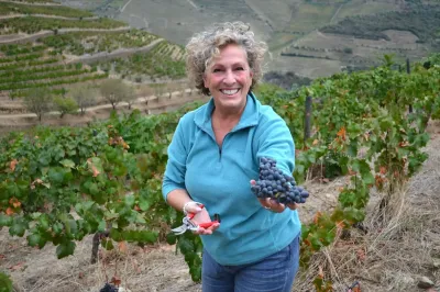 Vale do Douro - vindima