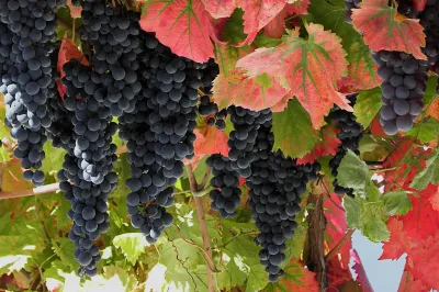 Vale do Douro